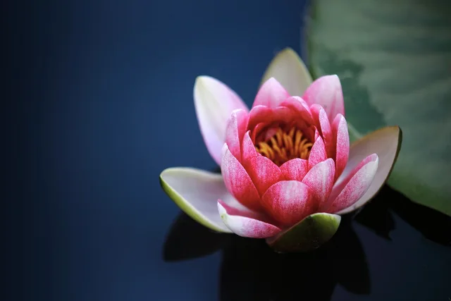 træning, pond, smukke blomster, blomst, lyserød blomst, kronblad, lyserøde kronblade, blomstrer, vand plante, flora, blomst tapet, natur, blomst baggrund, ne young na-young. Medieplanlægning: allokér budget på tværs af kanaler